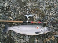 Кижуч (silver salmon)